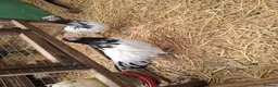Chickens poultry for sale: Lakenvelder bantams  - Advert 2