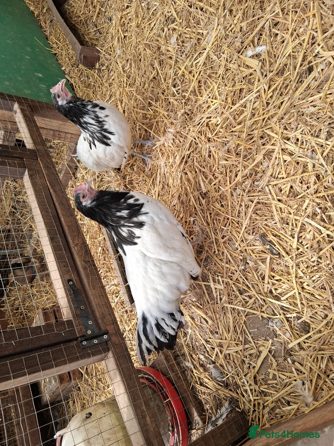 Chickens poultry for sale: Lakenvelder bantams  - Advert 2