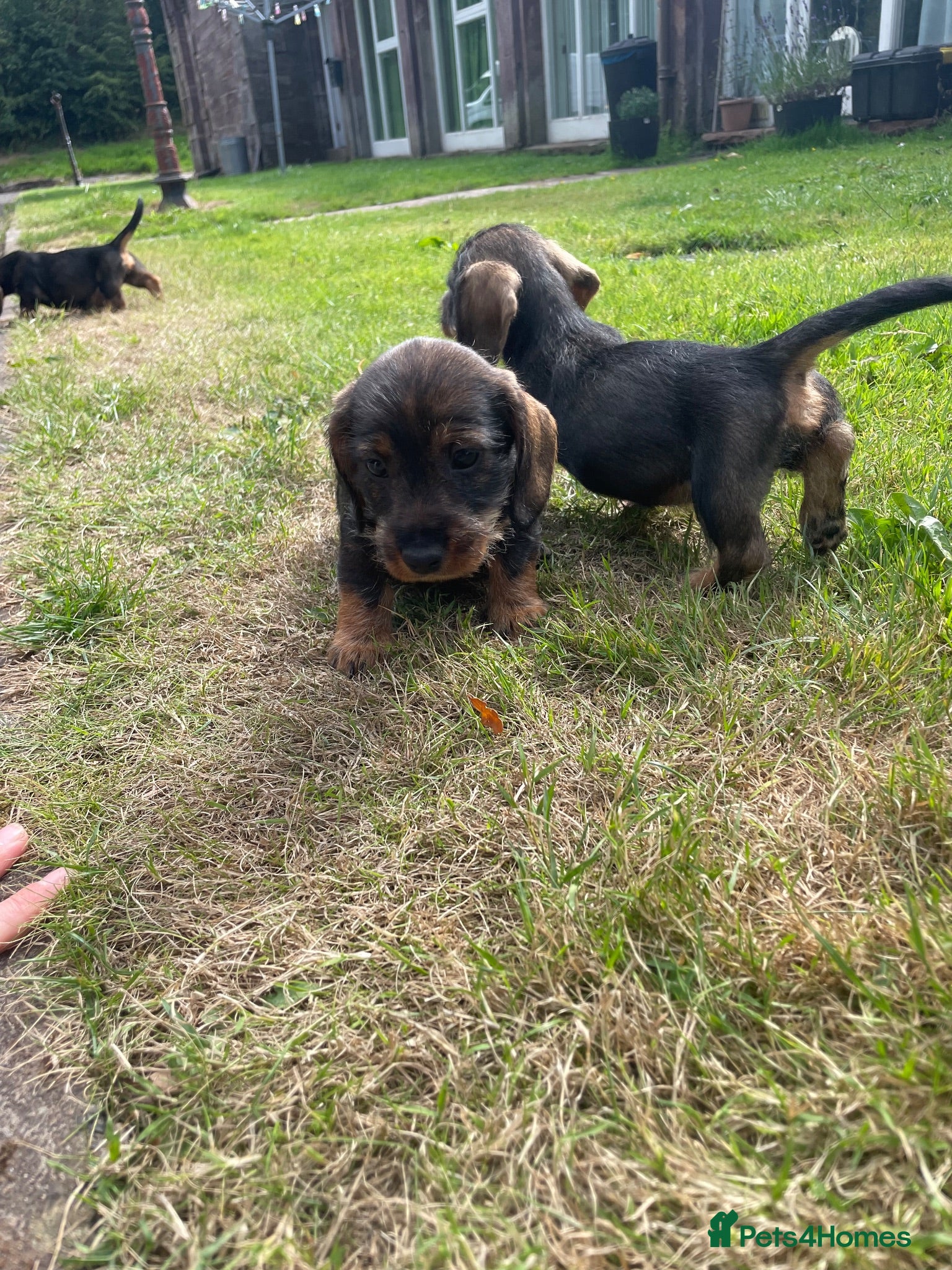 Dachshund dogs 3 beautiful boy wired haired sausages  - Advert 1
