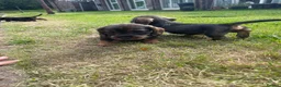 Dachshund dogs for sale: 3 beautiful boy wired haired sausages  - Advert 1