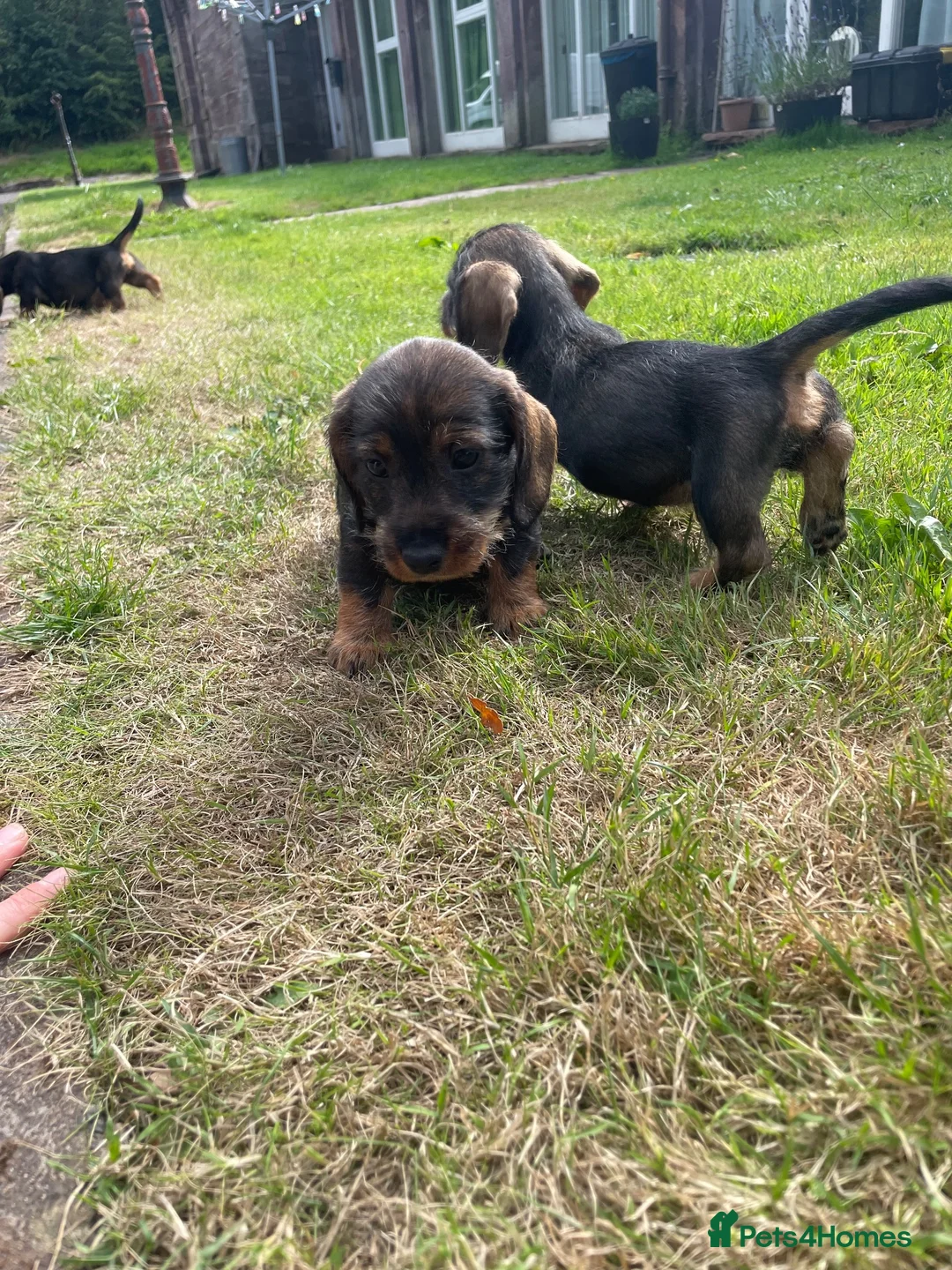 Dachshund dogs for sale: 3 beautiful boy wired haired sausages  - Advert 1