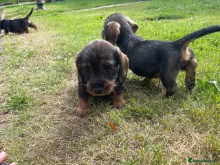 Dachshund dogs 3 beautiful boy wired haired sausages - Advert 1