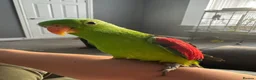 Parrots birds for sale: Semi tame crimson wing - Advert 2