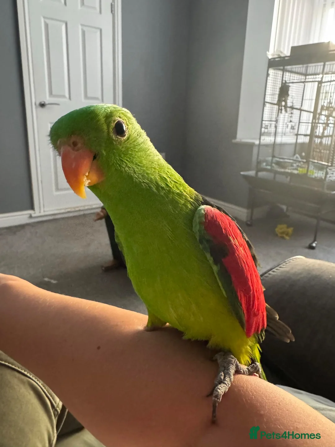 Parrots birds for sale: Semi tame crimson wing - Advert 2
