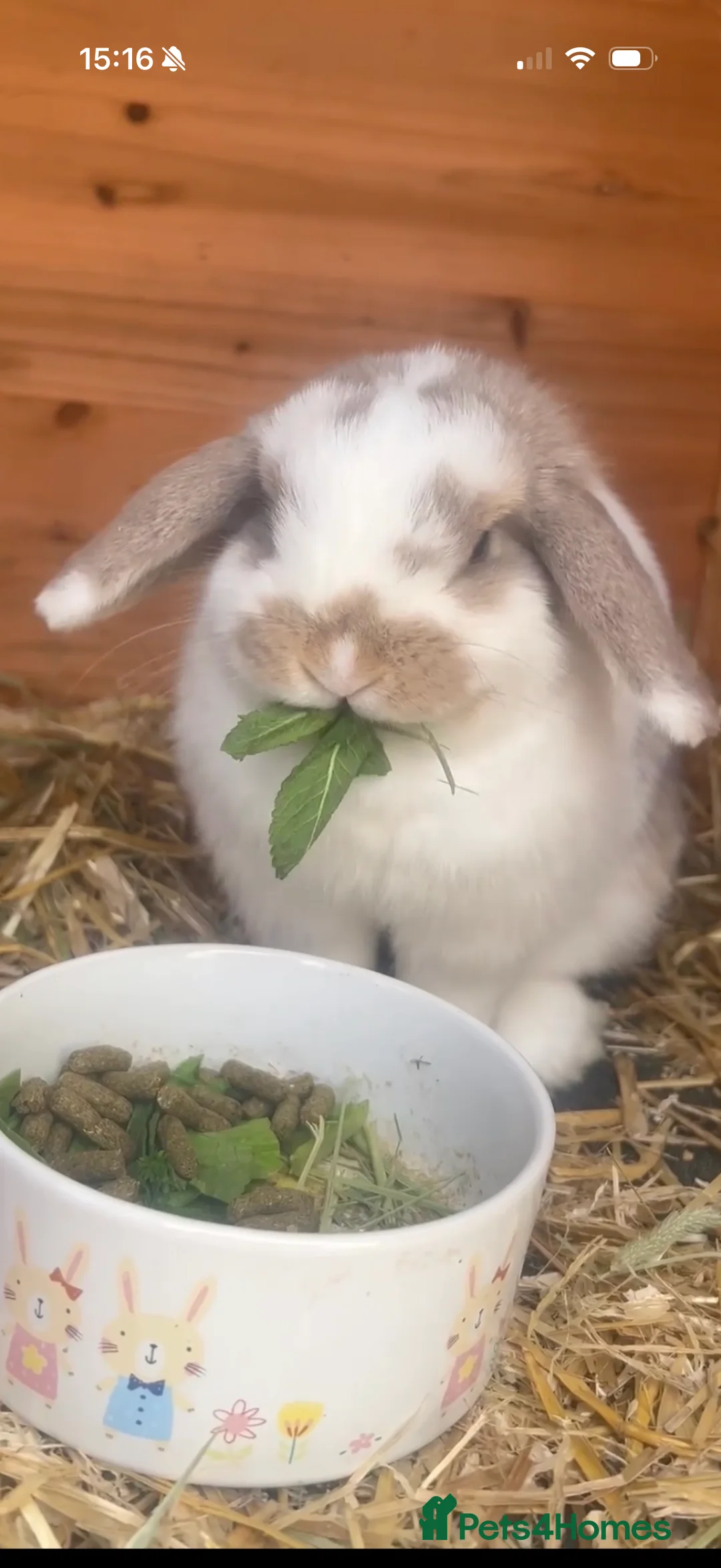 Mini Lop rabbits for sale: 2 mini lop bunnies looking for new home  - Advert 6