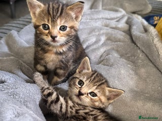 Mixed Breed cats - Advert 14