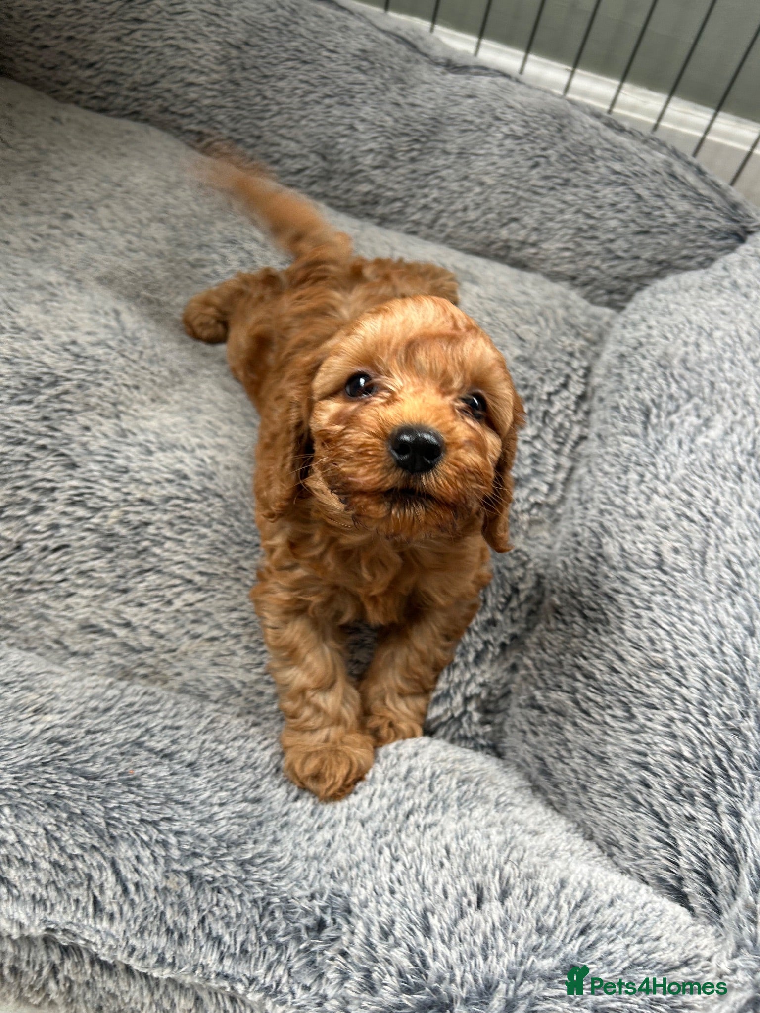 Cockapoo dogs Toy Cockapoo Puppies 1 pup left!  - Advert 10