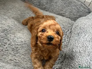 Cockapoo dogs Toy Cockapoo Puppies 1 pup left! - Advert 10
