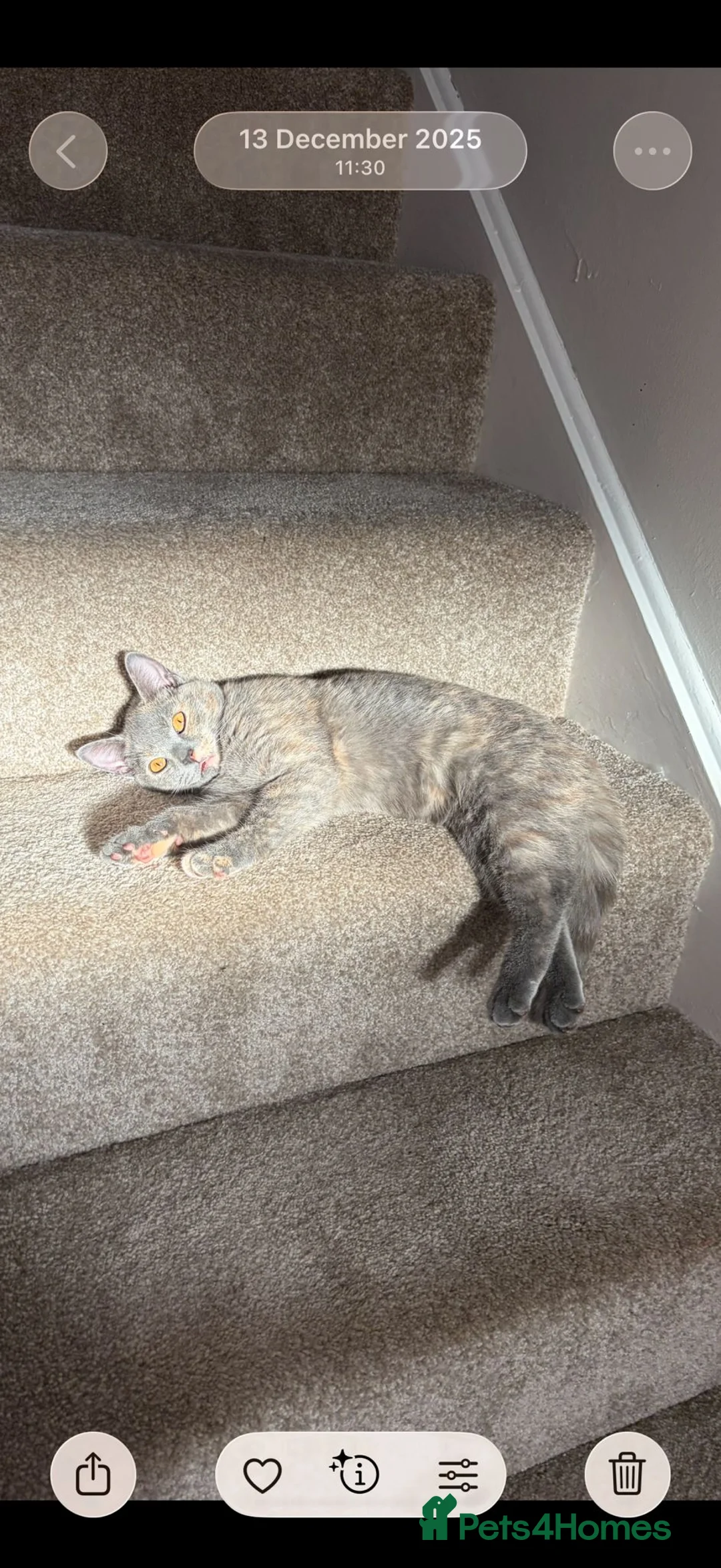 British Shorthair cats for sale: British short hair cat in Boston - Advert 3