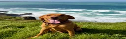 Labrador Retriever dogs for sale: KC registered Red Fox Labrador  in Bodmin - Advert 3