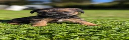 Border Terrier dogs for sale: Boisterous Borders  - Advert 7
