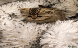 British Shorthair cats for sale: Blue, lilac, chocolate golden girls  - Advert 5