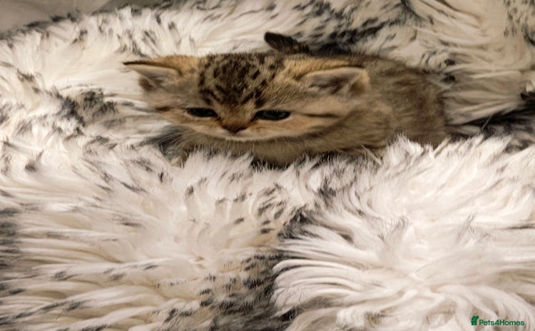 British Shorthair cats Blue, chocolate golden girls  - Advert 10