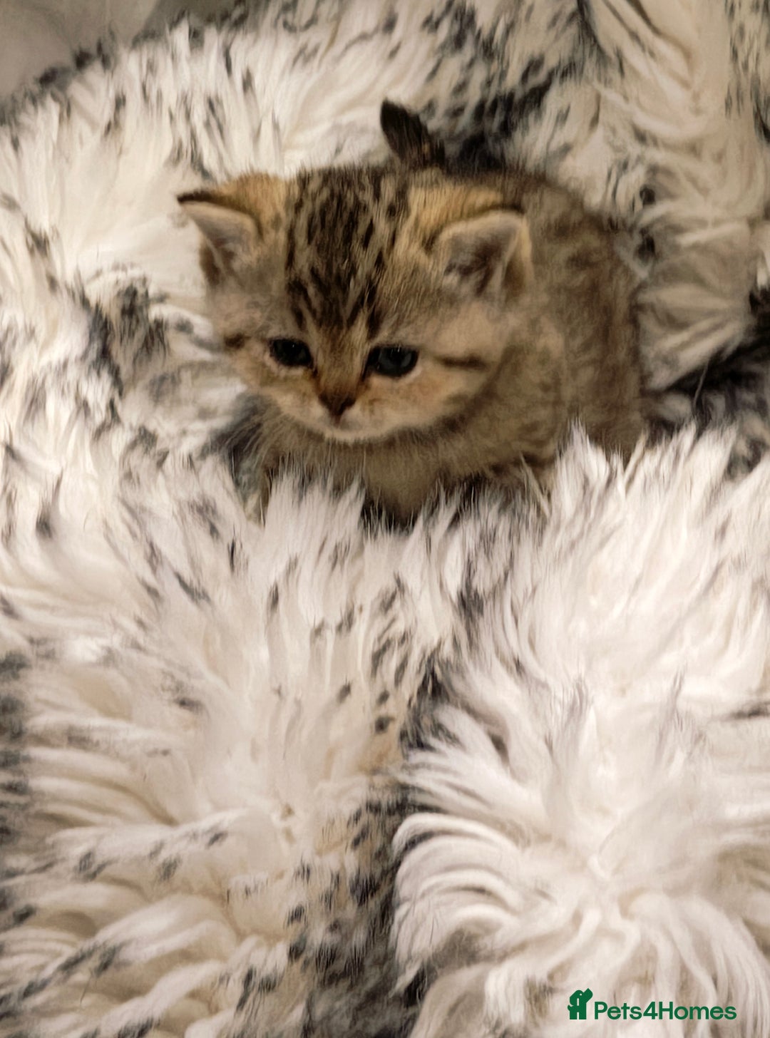 British Shorthair cats for sale: Blue, lilac, chocolate golden girls  - Advert 5