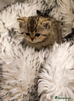 British Shorthair cats Blue, chocolate golden girls - Advert 13