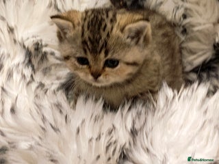 British Shorthair cats Blue, chocolate golden girls - Advert 7