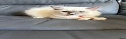 Ragdoll cats for sale: 6 perfect ragdoll kittens - Advert 12