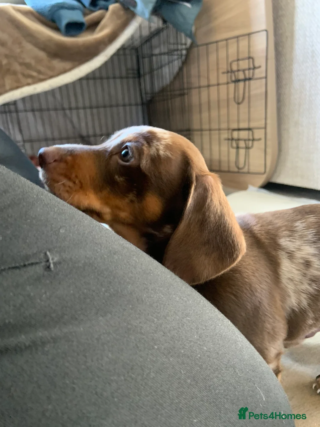 Miniature Dachshund dogs for sale: Miniature dachshund boys - Advert 2