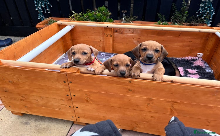 Mixed Breed dogs - Advert 12