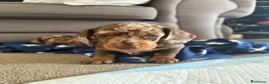 Miniature Dachshund 2