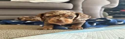 Miniature Dachshund dogs for sale: Gorgeous mini dachshund puppies 🩷 - Advert 4