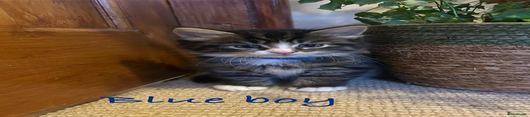 British Longhair Kitten 2