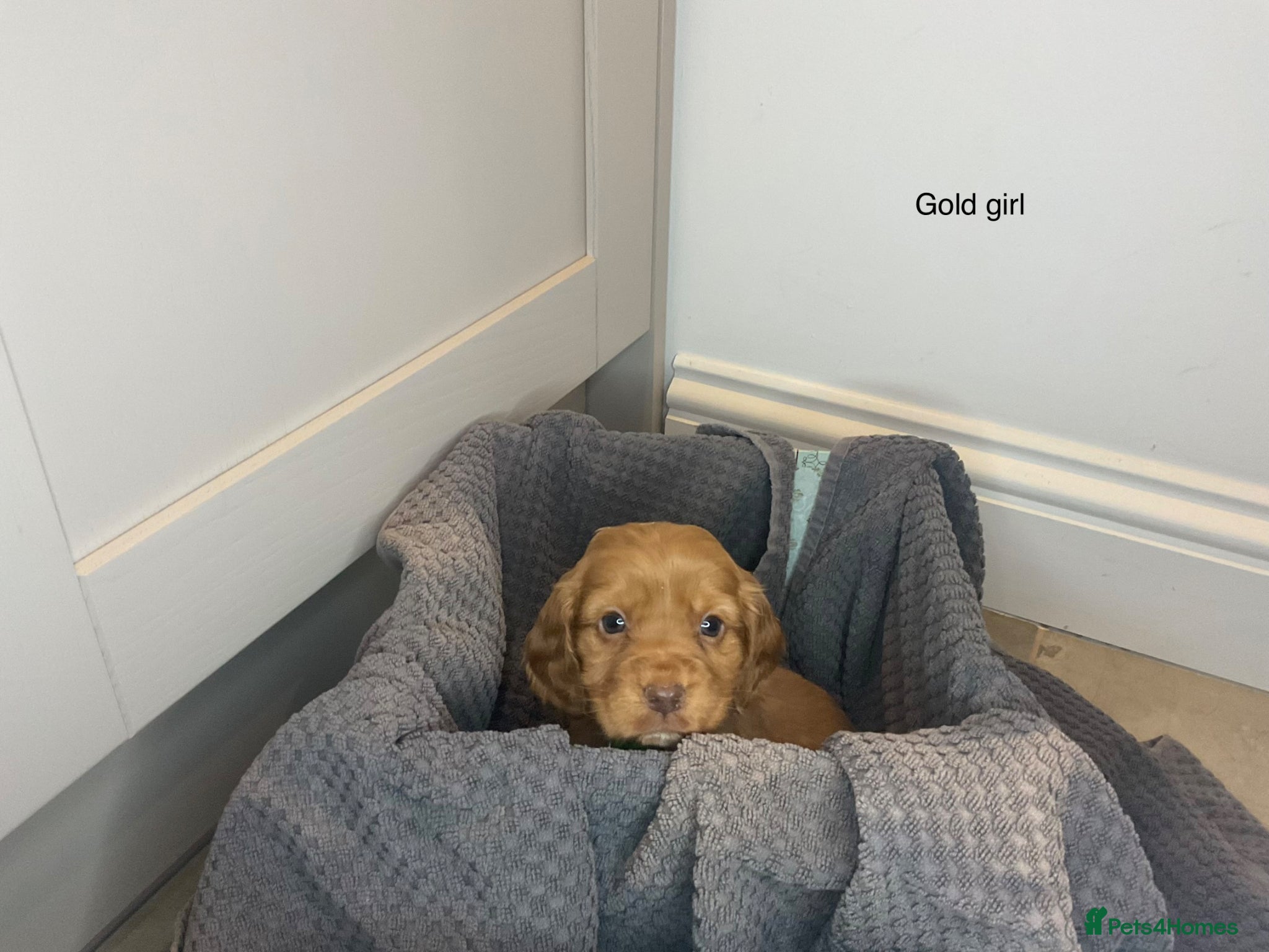 Cocker Spaniel dogs KC REG HEREDITARY CLEAR WORKING COCKER SPANIELS - Advert 1