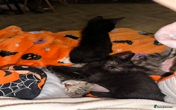 Mixed Breed cats for sale: Tabby and black kittens  - Image 17