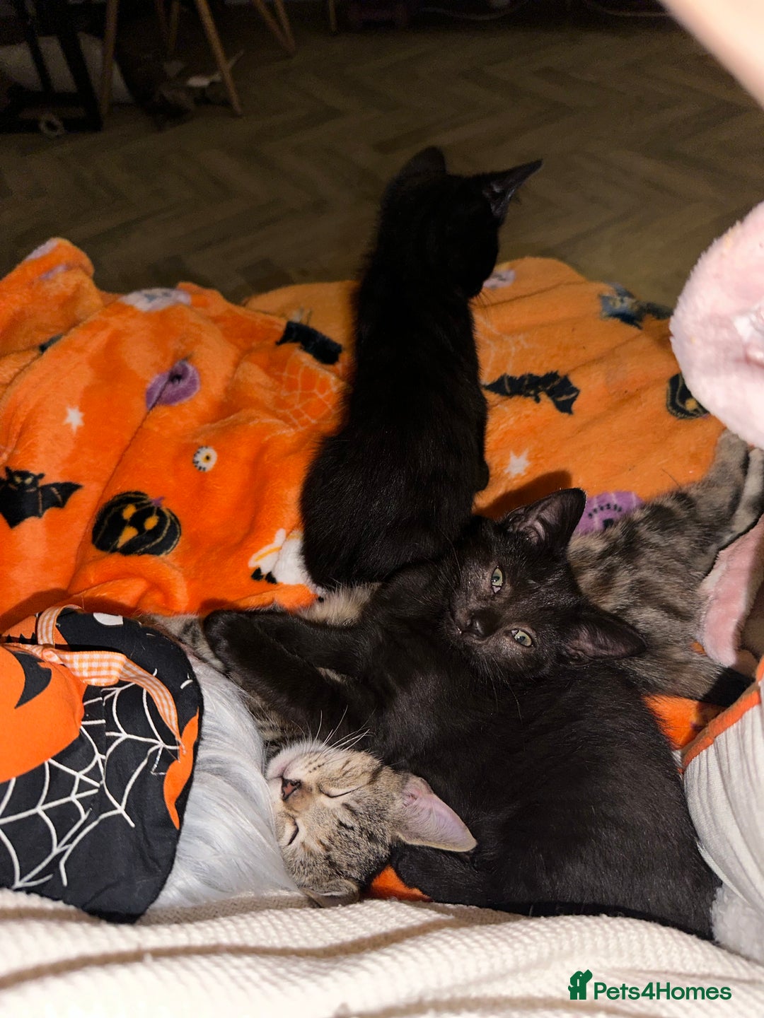 Mixed Breed cats for sale: Tabby and black kittens  - Image 17