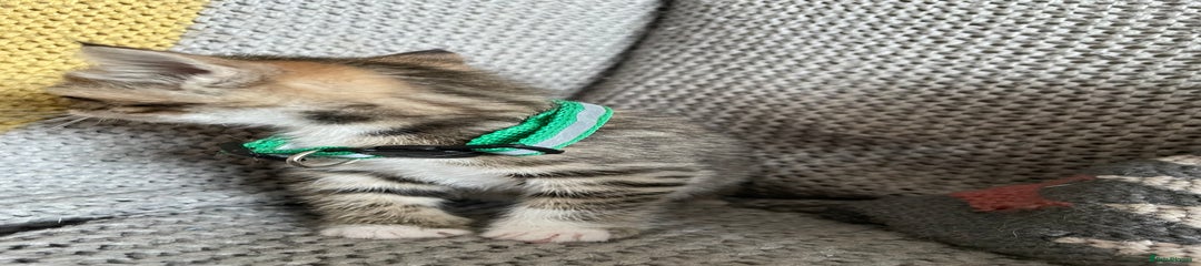 Mackerel Tabby_ Green collar