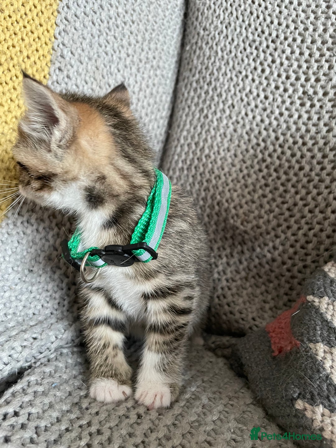European cats for sale: Beautiful Tabby kittens  - Image 12