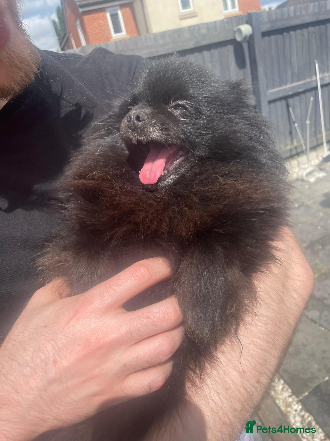 Pomeranian dogs for sale: RARE colour CHAMPION line Pomeranian puppy Pup - Advert 23