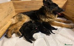 German Shepherd dogs for sale: GSD puppies' fluffy coats - Image 1