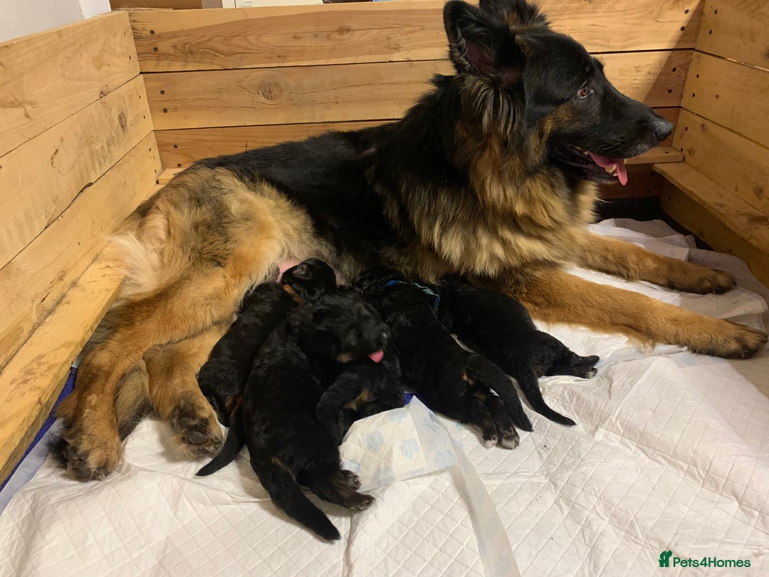 German Shepherd dogs for sale: GSD puppies' fluffy coats - Image 1