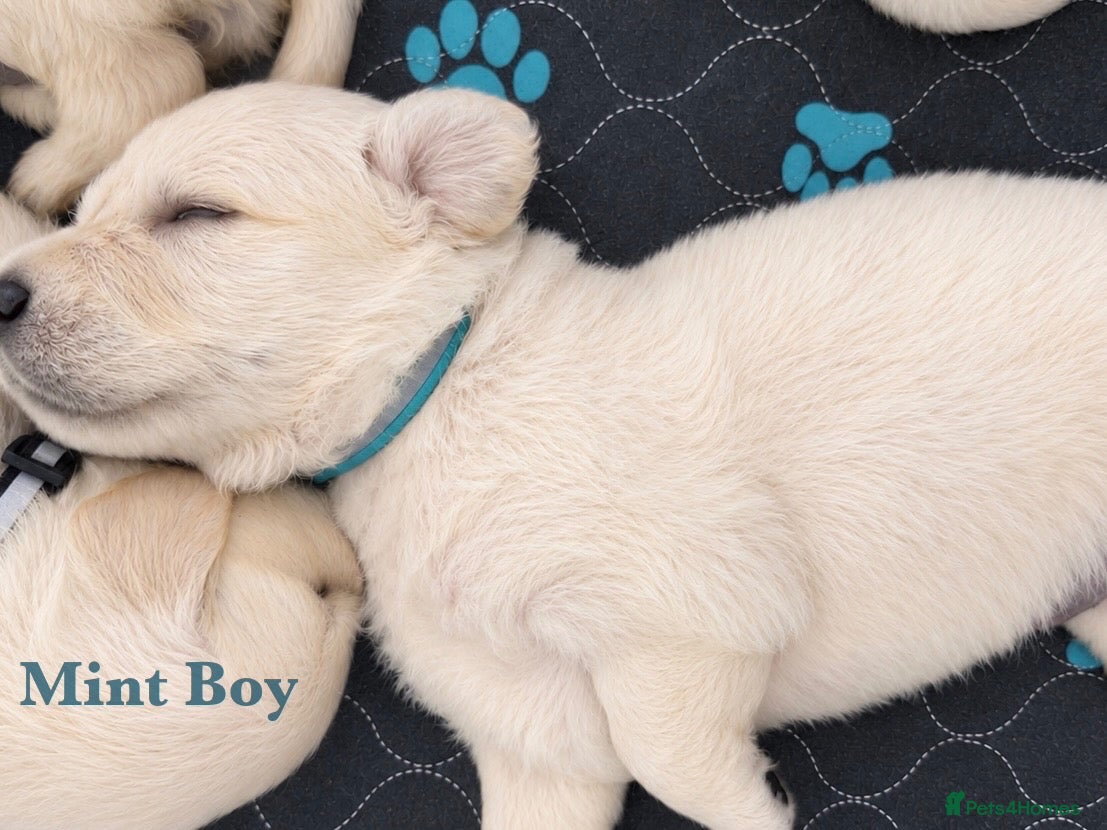 Golden Retriever dogs Champion line puppies 🏆 - Advert 1