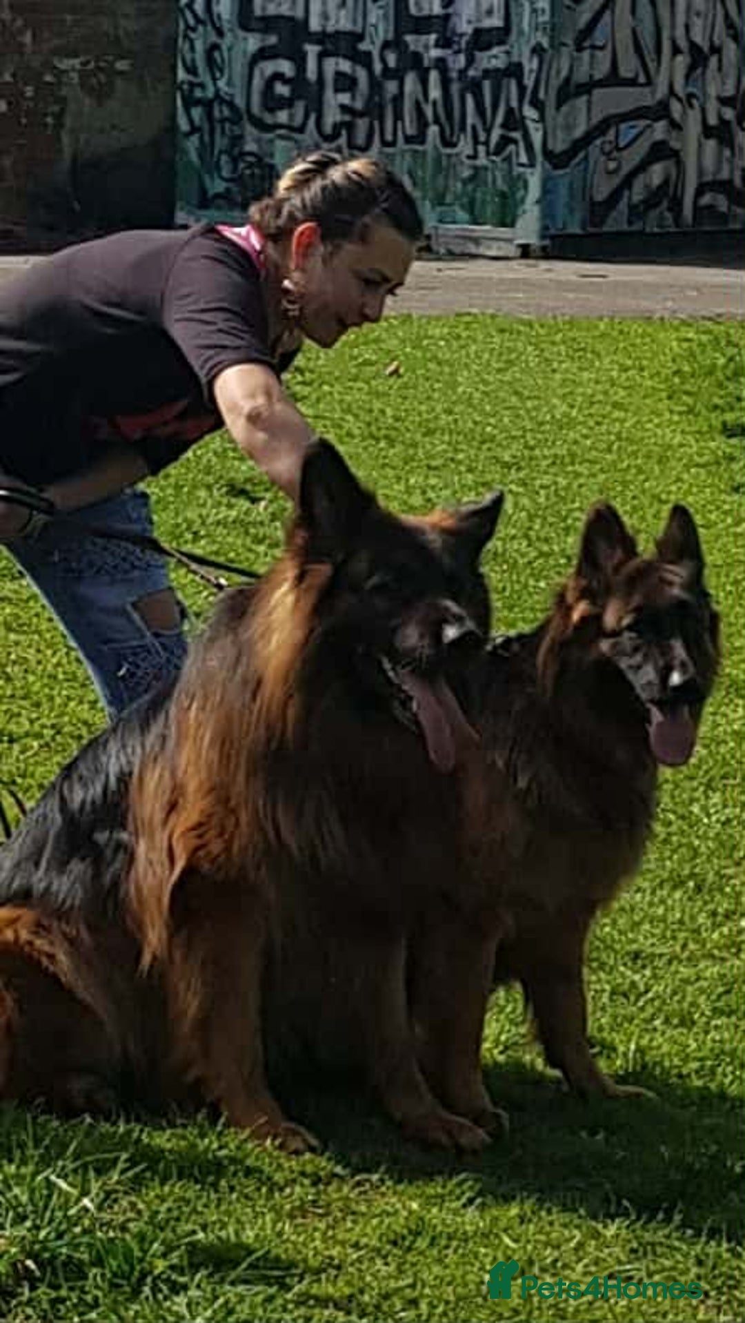 German Shepherd dogs for sale: KC. German shepherd puppies - Advert 2