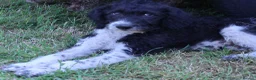 Labradoodle dogs for sale: A Better Start Fully Vaccinated Manners HomeRaised - Advert 4