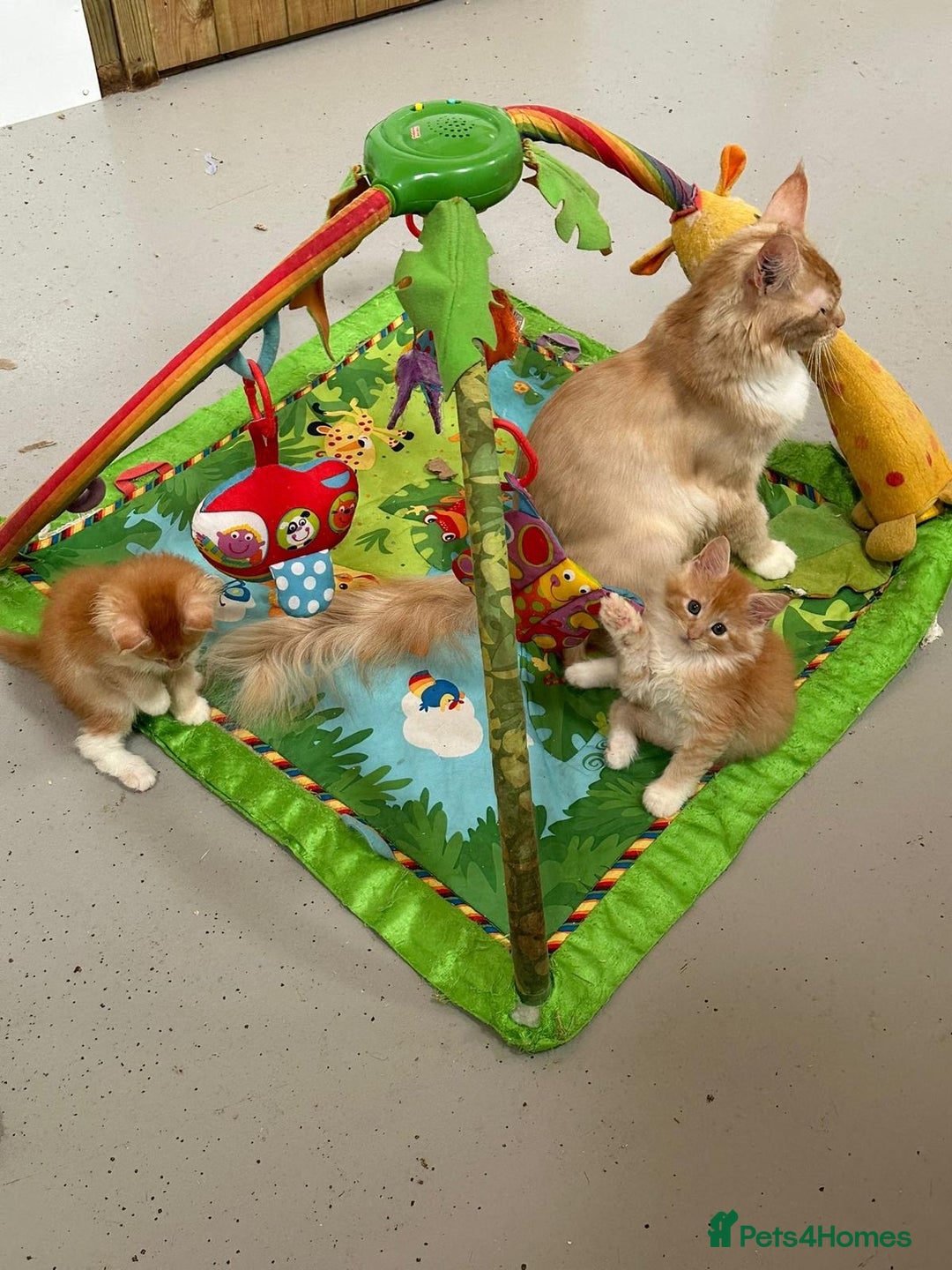 Maine Coon cats for sale: Red Maine coon female kittens, TICA reg - Image 19