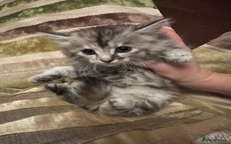 Mixed Breed cats for sale: Stunning fluffy and short haired ready now  - Image 21