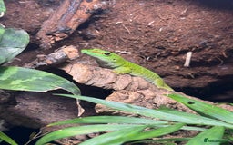 Python Snake reptiles for sale: Albino Lesser Male Ball Python  - Image 8