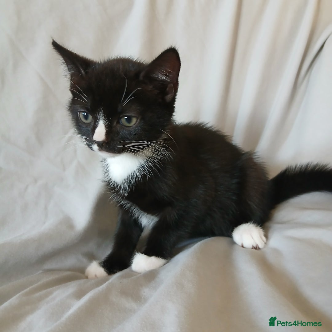 Mixed Breed cats for sale: READY NOW 4 male kittens looking for forever homes - Image 7