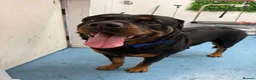 Rottweiler dogs for sale: Bear- Male- 6 years old - Advert 3