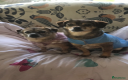 Mixed Breed dogs for adoption: Tiny mother & daughter - Image 1