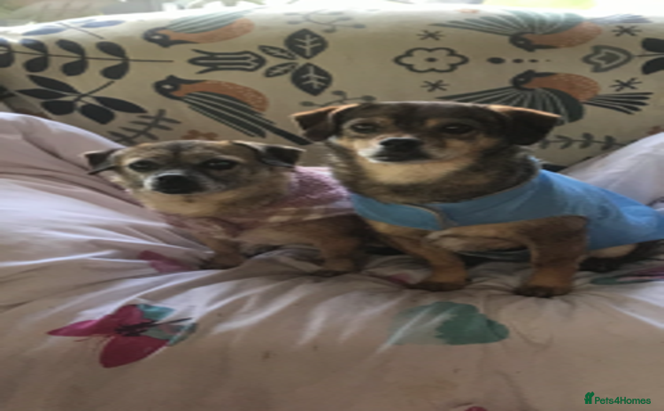 Mixed Breed dogs - Advert 1