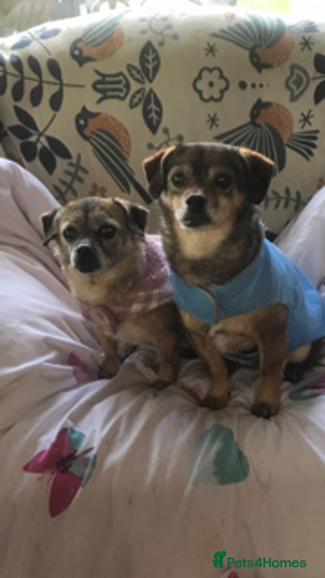 Mixed Breed dogs for adoption: Tiny mother & daughter - Image 1