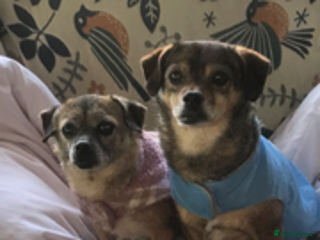 Mixed Breed dogs for adoption - Advert 1