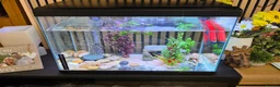 Axolotl reptiles for sale: Axolotl looking for new home  - Advert 4