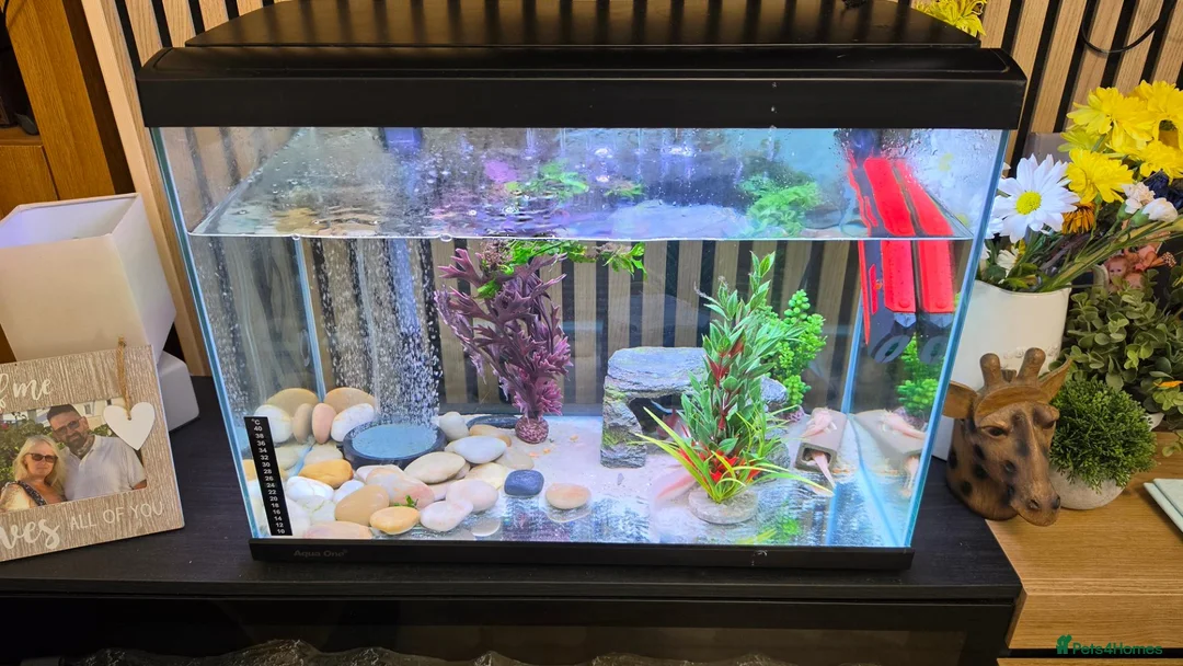 Axolotl reptiles for sale: Axolotl looking for new home  - Advert 4