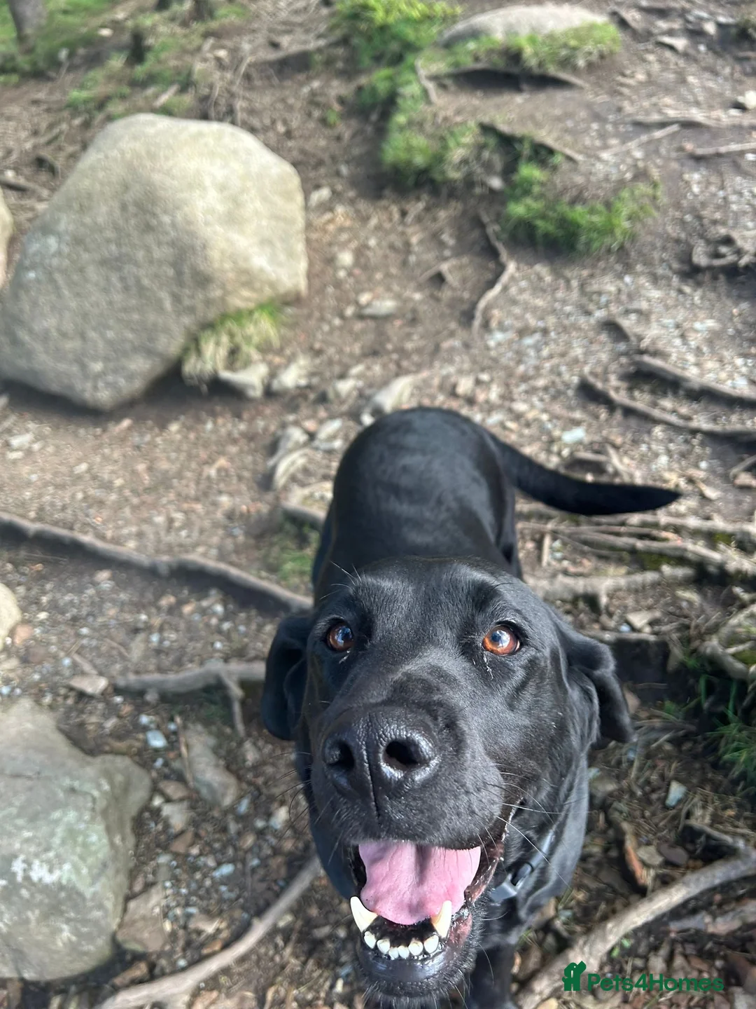 Labrador Retriever dogs for sale: Labrador Retriever Puppies  - Advert 1