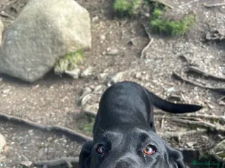 Labrador Retriever dogs Labrador Retriever Puppies - Advert 6